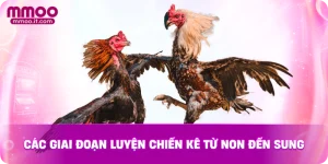 Các giai đoạn luyện chiến kê từ non đến sung