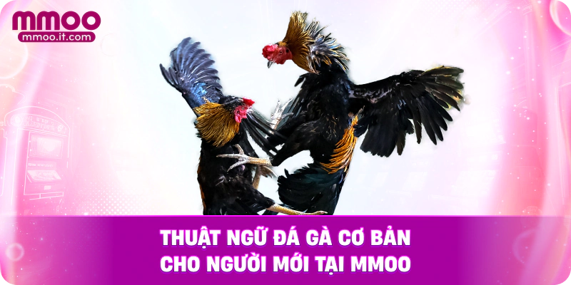 Thuật ngữ đá gà cơ bản cho người mới tại MMOO